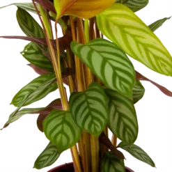 Calathea Oppenheimiana - Schaduwplant - P17 H65 - Kamerplant 6 Calathea Oppenheimiana - Schaduwplant - P17 H65 - Kamerplant -Tuin Magisch Verkoop calathea oppenheimiana schaduwplant p17 h65 6