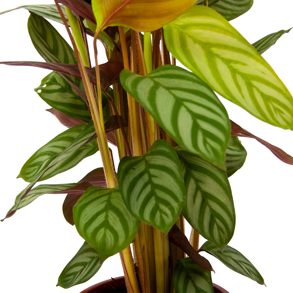 Calathea Oppenheimiana - Schaduwplant - P17 H65 - Kamerplant 3 Calathea Oppenheimiana - Schaduwplant - P17 H65 - Kamerplant - Afbeelding 3