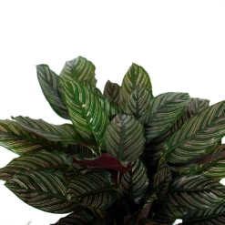 Calathea Ornata - Livingplant - P27 H80 - Kamerplant 5 Calathea Ornata - Livingplant - P27 H80 - Kamerplant -Tuin Magisch Verkoop calathea ornata livingplant p27 h80 5 3