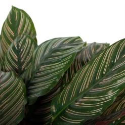 Calathea Ornata - Livingplant - P27 H80 - Kamerplant 6 Calathea Ornata - Livingplant - P27 H80 - Kamerplant -Tuin Magisch Verkoop calathea ornata livingplant p27 h80 6 3