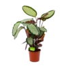 Calathea Picturata - Livingplant - P17 H65 - Kamerplant