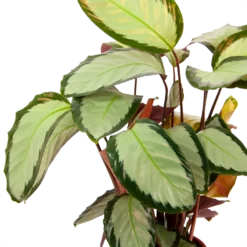 Calathea Picturata - Livingplant - P17 H65 - Kamerplant 6 Calathea Picturata - Livingplant - P17 H65 - Kamerplant -Tuin Magisch Verkoop calathea picturata livingplant p17 h65 6