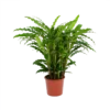 Calathea Rufibarba Bluegrass - Pauwenplant - P17 H65 - Kamerplant