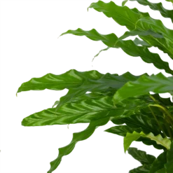 Calathea Rufibarba Bluegrass - Pauwenplant - P17 H65 - Kamerplant -Tuin Magisch Verkoop calathea rufibarba bluegrass pauwenplant p17 h65 5