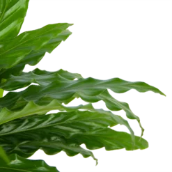 Calathea Rufibarba Bluegrass - Pauwenplant - P17 H65 - Kamerplant -Tuin Magisch Verkoop calathea rufibarba bluegrass pauwenplant p17 h65 6