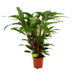 Calathea Rufibarba Bluegrass - Schaduwplant - P21 H85 - Kamerplant
