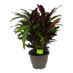 Calathea Rufibarba Wavestar - Pauwenplant - P32 H80 - Kamerplant