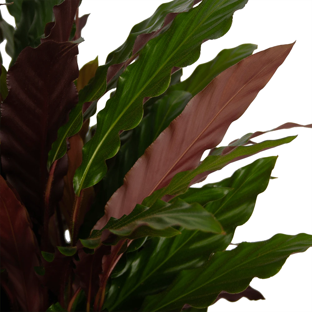 Calathea Rufibarba Wavestar - Pauwenplant - P32 H80 - Kamerplant 2 Calathea Rufibarba Wavestar - Pauwenplant - P32 H80 - Kamerplant - Afbeelding 2