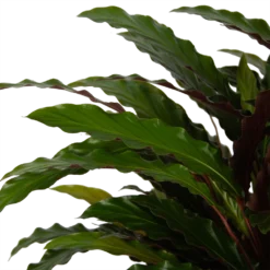 Calathea Rufibarba Wavestar - Pauwenplant - P32 H80 - Kamerplant 6 Calathea Rufibarba Wavestar - Pauwenplant - P32 H80 - Kamerplant -Tuin Magisch Verkoop calathea rufibarba wavestar pauwenplant p32 h80 5