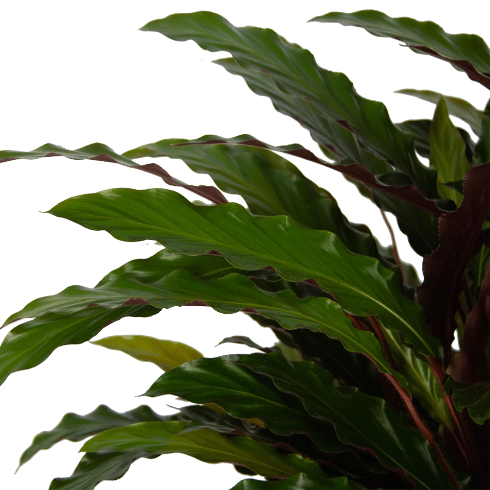 Calathea Rufibarba Wavestar - Pauwenplant - P32 H80 - Kamerplant 3 Calathea Rufibarba Wavestar - Pauwenplant - P32 H80 - Kamerplant - Afbeelding 3