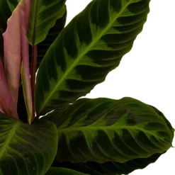 Calathea Warcewiczii - Livingplant - P19 H75 - Kamerplant -Tuin Magisch Verkoop calathea warcewiczii livingplant p19 h75 5 1