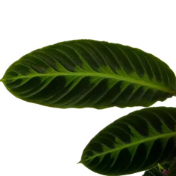 Calathea Warcewiczii - Livingplant - P19 H75 - Kamerplant -Tuin Magisch Verkoop calathea warcewiczii livingplant p19 h75 6