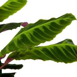 Calathea Warcewiczii - Livingplant - P21 H75 - Kamerplant -Tuin Magisch Verkoop calathea warcewiczii livingplant p21 h75 6 1
