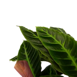 Calathea Warcewiczii - Livingplant - P21 H90 - Kamerplant 4 Calathea Warcewiczii - Livingplant - P21 H90 - Kamerplant -Tuin Magisch Verkoop calathea warcewiczii livingplant p21 h90 2