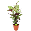 Calathea Whitestar - Schaduwplant - P19 H75 - Kamerplant