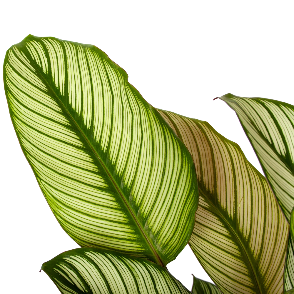Calathea Whitestar - Schaduwplant - P19 H75 - Kamerplant 2 Calathea Whitestar - Schaduwplant - P19 H75 - Kamerplant - Afbeelding 2