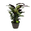 Calathea Whitestar - Schaduwplant - P32 H80 - Kamerplant