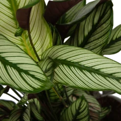 Calathea Whitestar - Schaduwplant - P32 H80 - Kamerplant -Tuin Magisch Verkoop calathea whitestar schaduwplant p32 h80 6