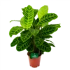 Calathea Zebrina - Livingplant - P19 H80 - Kamerplant