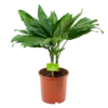 Chamaedorea Metallica Bergpalm - P17 H50 - Kamerplant