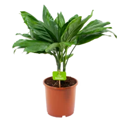 Chamaedorea Metallica Bergpalm - P17 H50 - Kamerplant