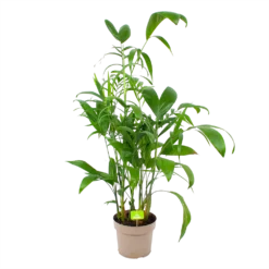 Chamaedorea Seifrizii - Bergpalm - P24 H100 - Kamerplant