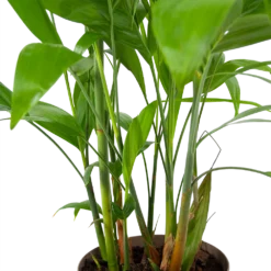 Chamaedorea Seifrizii - Bergpalm - P24 H100 - Kamerplant -Tuin Magisch Verkoop chamaedorea seifrizii bergpalm p24 h100 6