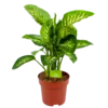 Dieffenbachia Seguine 'Reeva' - P24 H90 - Kamerplant