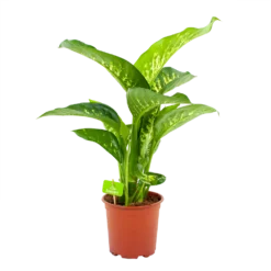 Dieffenbachia Seguine Tropic Snow - P19 H70 - Kamerplant