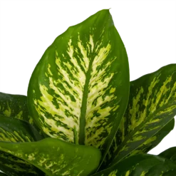 Dieffenbachia Seguine Tropic Snow - P24 H90 - Kamerplant -Tuin Magisch Verkoop dieffenbachia seguine tropic snow p24 h90 2 3