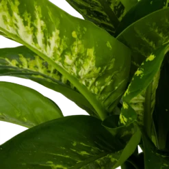 Dieffenbachia Seguine Tropic Snow - P24 H90 - Kamerplant -Tuin Magisch Verkoop dieffenbachia seguine tropic snow p24 h90 2 4