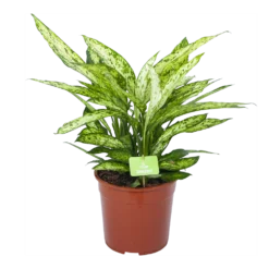 Dieffenbachia Vesuvius - P27 H70 - Kamerplant