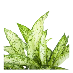 Dieffenbachia Vesuvius - P27 H70 - Kamerplant -Tuin Magisch Verkoop dieffenbachia vesuvius p27 h70 6