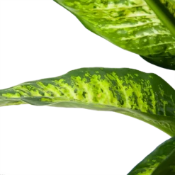Dieffenbacia Seguine Lemon Tropic - P35 H120 - Kamerplant -Tuin Magisch Verkoop dieffenbacia seguine lemon tropic p35 h120 6