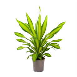 Dracaena Charley - Drakenbloedboom - P24 H95 - Kamerplant -Tuin Magisch Verkoop dracaena charley drakenbloedboom p24 h95 3