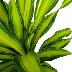 Dracaena Charley - Drakenbloedboom - P24 H95 - Kamerplant -Tuin Magisch Verkoop dracaena charley drakenbloedboom p24 h95 5