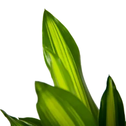 Dracaena Cintho - Op Stam - Drakenbloedboom - P21 H100 - Kamerplant -Tuin Magisch Verkoop dracaena cintho op stam drakenbloedboom p21 h100 6 1