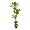 Dracaena Cintho - Op Stam - Drakenbloedboom - P27 H190 - Kamerplant