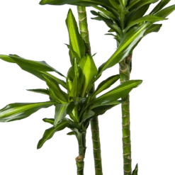 Dracaena Cintho - Op Stam - Drakenbloedboom - P27 H190 - Kamerplant -Tuin Magisch Verkoop dracaena cintho op stam drakenbloedboom p27 h190 6