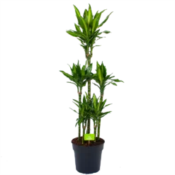 Dracaena Cintho - Op Stam - Drakenbloedboom - P31 H150 - Kamerplant