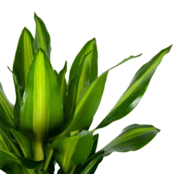Dracaena Cintho - Op Stam - Drakenbloedboom - P31 H150 - Kamerplant -Tuin Magisch Verkoop dracaena cintho op stam drakenbloedboom p31 h150 6 1