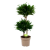 Dracaena Compacta - Op Stam - Drakenbloedboom - P21 H80 - Kamerplant