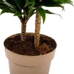 Dracaena Compacta - Op Stam - Drakenbloedboom - P21 H80 - Kamerplant -Tuin Magisch Verkoop dracaena compacta op stam drakenbloedboom p21 h80 6 2