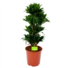 Dracaena Compacta - Vertakt - Drakenbloedboom - P27 H100 - Kamerplant