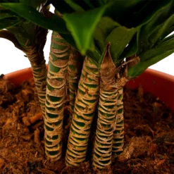 Dracaena Compacta - Vertakt - Drakenbloedboom - P27 H100 - Kamerplant -Tuin Magisch Verkoop dracaena compacta vertakt drakenbloedboom p27 h100 6 1