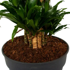 Dracaena Compacta - Vertakt - Drakenbloedboom - P34 H170 - Kamerplant -Tuin Magisch Verkoop dracaena compacta vertakt drakenbloedboom p34 h170 6 1