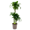 Dracaena Dorado - Op Stam - Drakenbloedboom - P21 H100 - Kamerplant