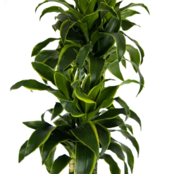 Dracaena Dorado - Op Stam - Drakenbloedboom - P27 H180 - Kamerplant -Tuin Magisch Verkoop dracaena dorado op stam drakenbloedboom p27 h180 kamerplant 3