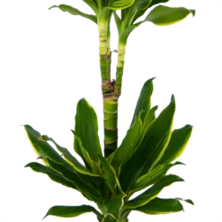Dracaena Golden Coast - Op Stam - Drakenbloedboom - P19 H90 - Kamerplant -Tuin Magisch Verkoop dracaena golden coast op stam drakenbloedboom p19 h90 kamerplant 3