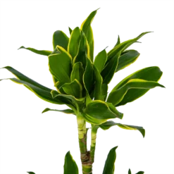 Dracaena Golden Coast - Op Stam - Drakenbloedboom - P19 H90 - Kamerplant -Tuin Magisch Verkoop dracaena golden coast op stam drakenbloedboom p19 h90 kamerplant 4